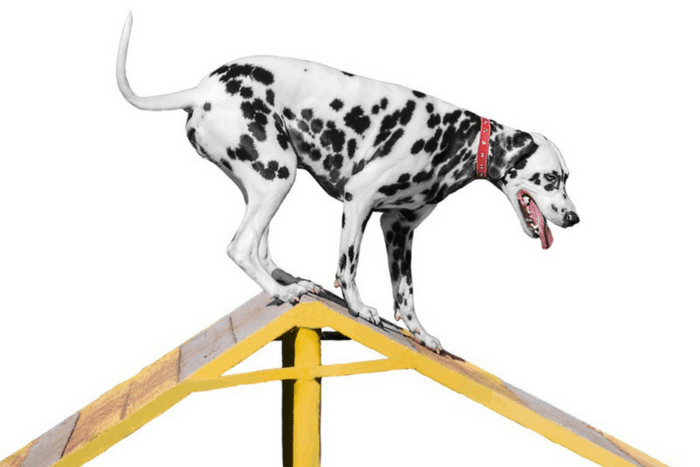 Pet Festival-5 Top Things to do in Abu Dhabi