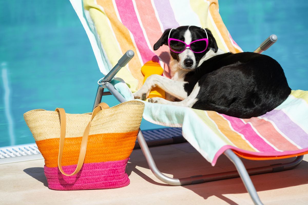 Summer dog on vacation A dog on the beach chair chilling and wearing sunglasses beside the pool with a summer bag