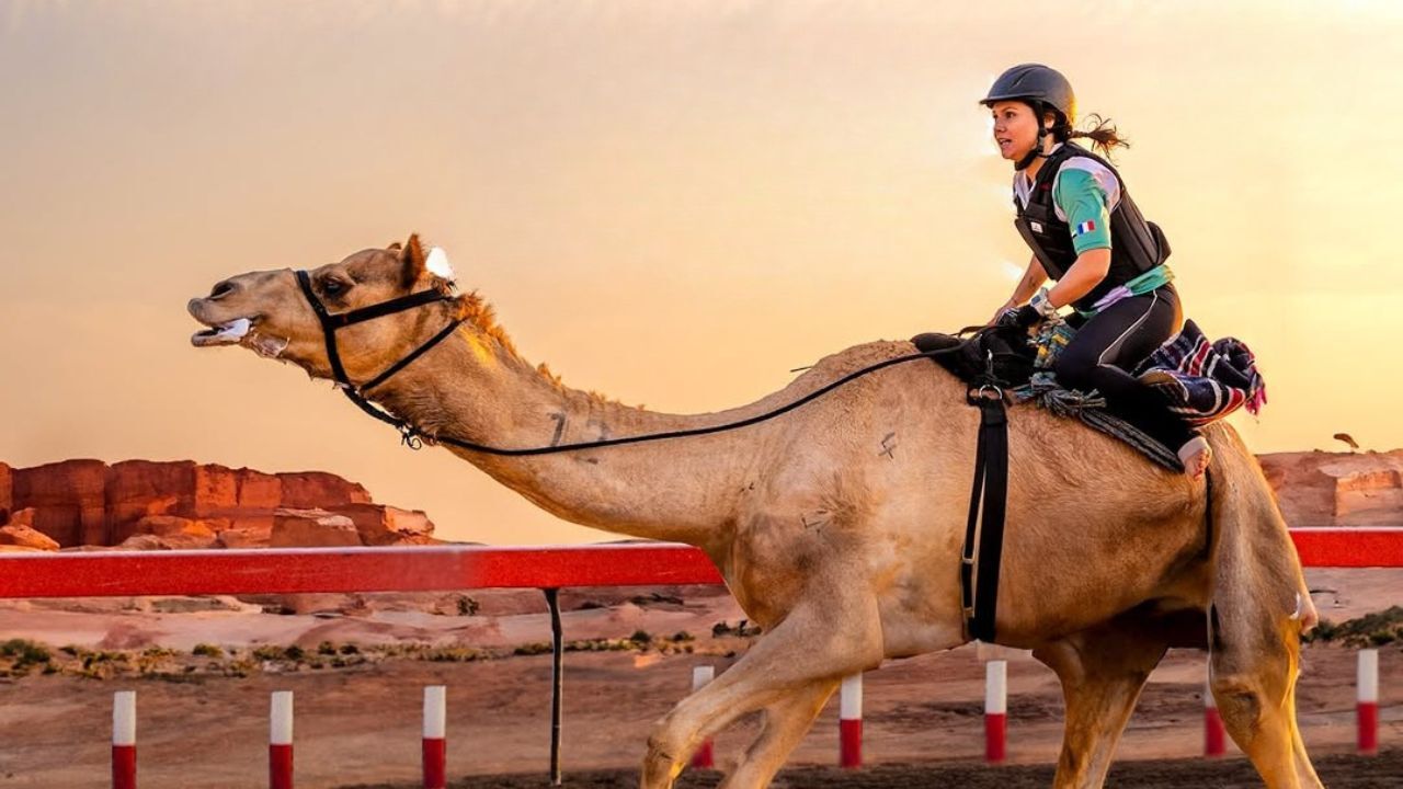 camel race camel racing adcrc