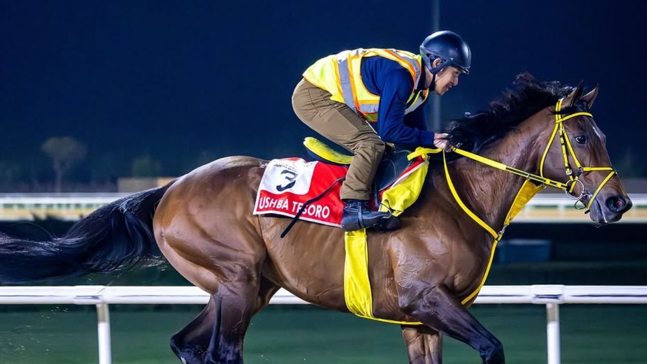 dubai racing club The Dubai World Cup Morning Gallop